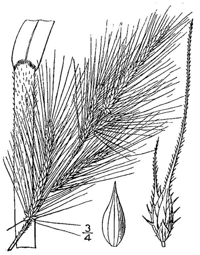image of Echinochloa walteri, Swamp Barnyard-grass, Coast Cockspur-grass