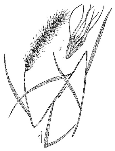 image of Elymus canadensis var. canadensis, Great Plains Wild-rye, Nodding Wild-rye, Canada Wild-rye