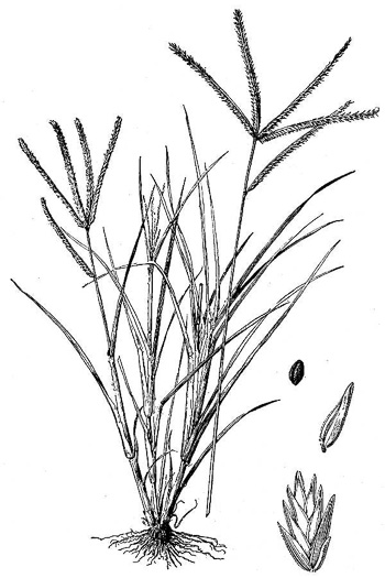 image of Eleusine indica, Goosegrass, Yard Grass, Indian Goose-grass