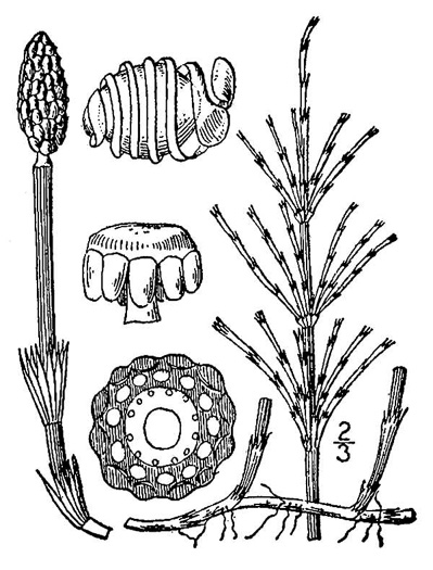 image of Equisetum arvense, Field Horsetail