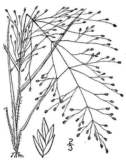 image of Eragrostis capillaris, Lacegrass, Lace Lovegrass