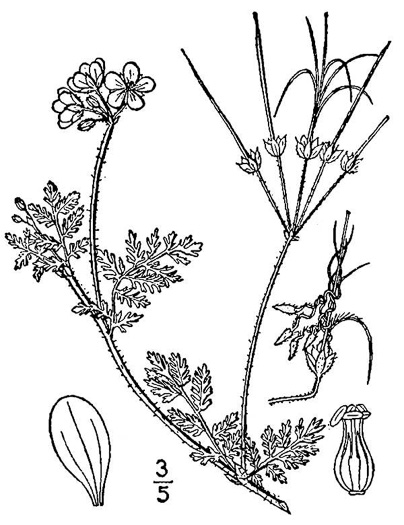 image of Erodium cicutarium, Common Storksbill, Redstem Storksbill, Heronsbill, Redstem Filaree