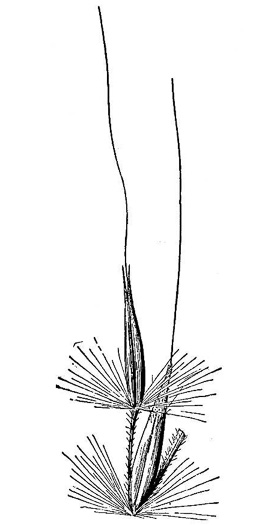 image of Erianthus coarctatus, Brown Plumegrass, Bunched Plumegrass
