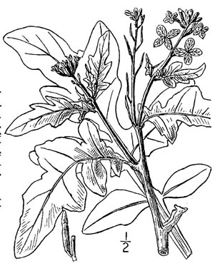 image of Eruca vesicaria ssp. sativa, Arugula, Garden Rocket, Rocket-salad, Salad-rocket