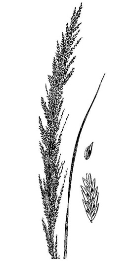image of Eragrostis japonica, Pond Lovegrass
