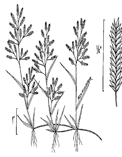image of Eragrostis hypnoides, Creeping Lovegrass, Teal Lovegrass