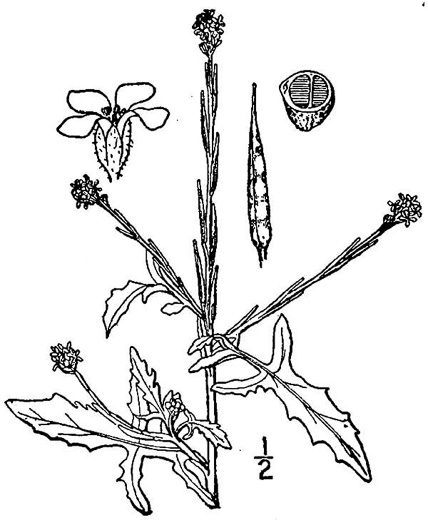 image of Sisymbrium officinale, Hedge Mustard