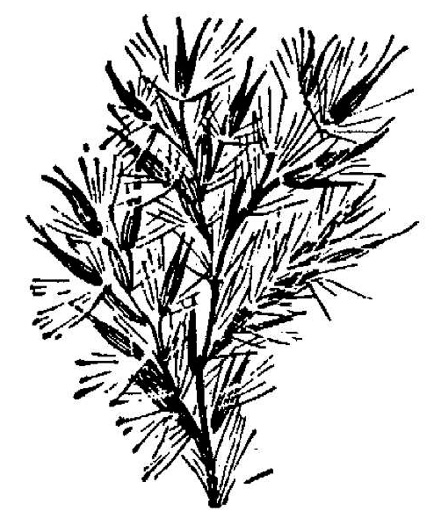 image of Tripidium ravennae, Ravenna-grass, Hardy Pampas Grass