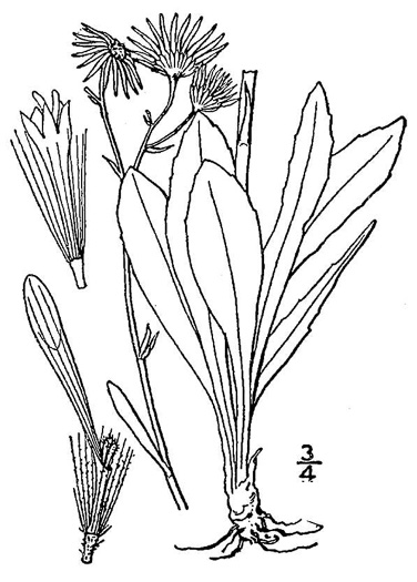 drawing of Erigeron vernus, Whitetop Fleabane, Savanna Daisy Fleabane, Early Whitetop Fleabane