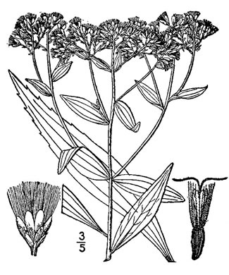 image of Eupatorium altissimum, Tall Thoroughwort, Tall Boneset