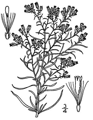image of Euthamia caroliniana, Carolina Goldentop, Slender Flattop Goldenrod
