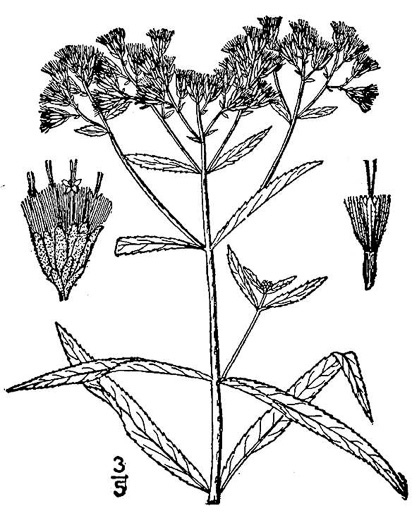 image of Eupatorium resinosum, Resinous Boneset, Pinebarren Eupatorium, Resinous Thoroughwort, Pinebarren Thoroughwort