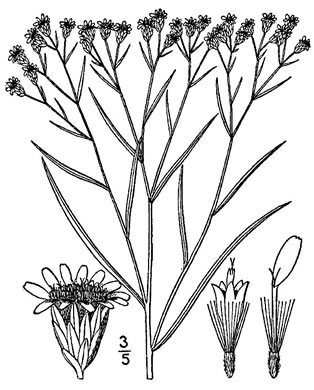 image of Euthamia caroliniana, Slender Flattop Goldenrod