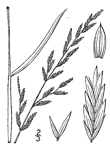 image of Lolium pratense, Meadow Fescue