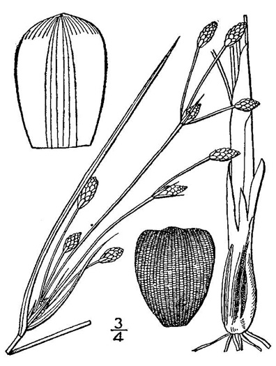 image of Fimbristylis castanea, Marsh Fimbry
