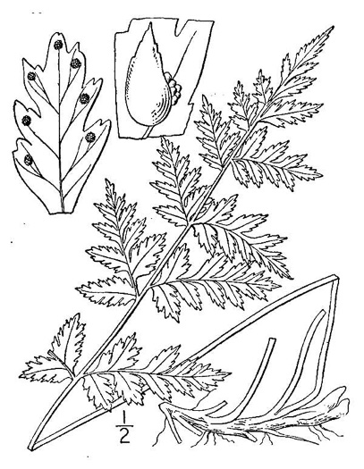 drawing of Cystopteris fragilis, Fragile Fern, Brittle Fern, Brittle Bladder Fern