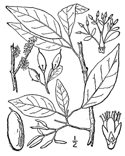 image of Forestiera acuminata, Swamp-privet