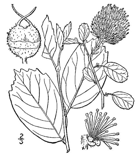 drawing of Fothergilla gardenii, Coastal Witch-alder, Dwarf Witch-alder, Small Witch-alder, Fothergilla