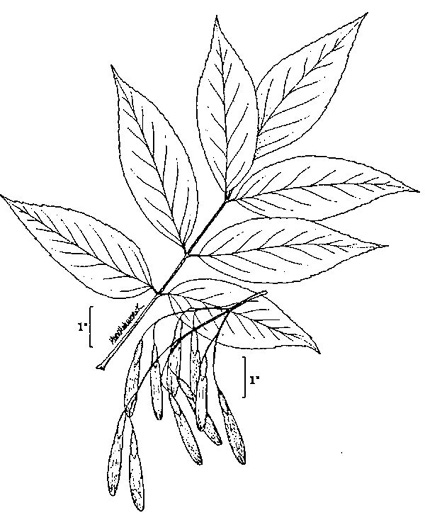 image of Fraxinus americana, White Ash, American Ash