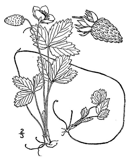 drawing of Fragaria americana, Wood Stawberry, American Woodland Strawberry