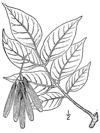 image of Fraxinus biltmoreana, Biltmore Ash, Biltmore White Ash