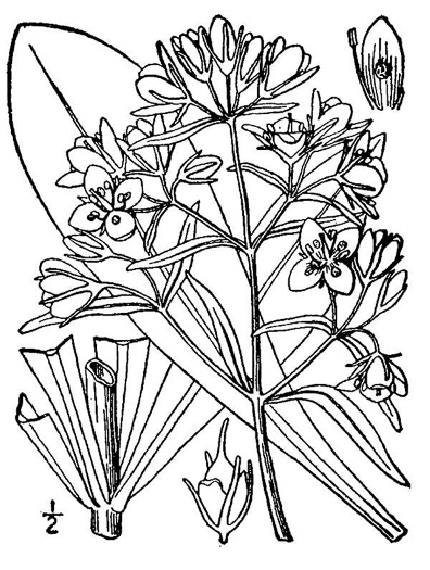 drawing of Frasera caroliniensis, American Columbo