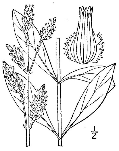 drawing of Froelichia floridana var. campestris, Plains Cottonseed
