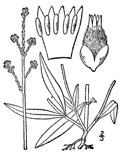 drawing of Froelichia gracilis, Slender Cottonweed