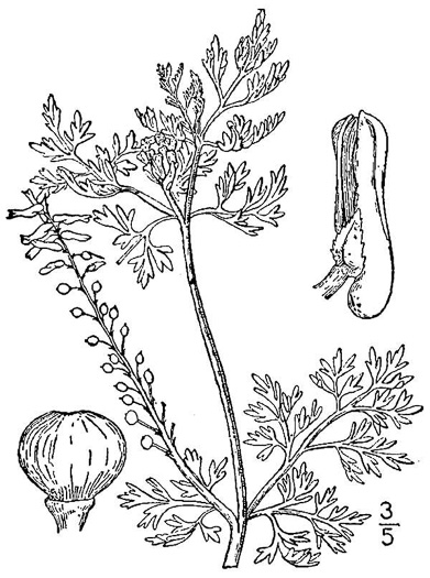 drawing of Fumaria officinalis, Fumitory, Earthsmoke