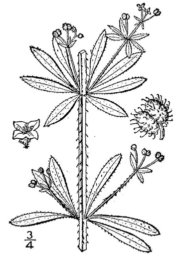 drawing of Galium aparine, Cleavers, Bedstraw