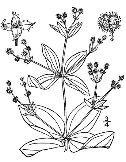 drawing of Galium circaezans, Forest Bedstraw, Licorice Bedstraw