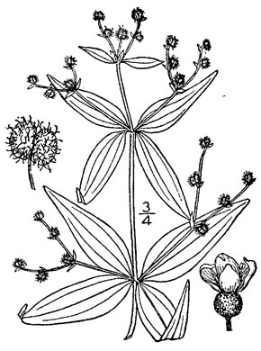 image of Galium lanceolatum, Lanceleaf Wild Licorice, Lanceleaf Bedstraw, Wild-licorice