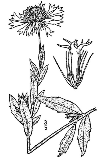 image of Gaillardia aestivalis var. flavovirens, lanceleaf blanketflower