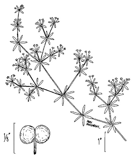 image of Galium tinctorium +, Stiff Marsh Bedstraw, Dye Bedstraw, Three-lobed Bedstraw