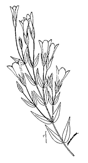 image of Gentianopsis crinita, Eastern Fringed Gentian, Greater Fringed Gentian