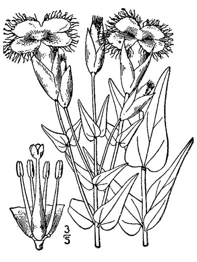 drawing of Gentianopsis crinita, Eastern Fringed Gentian, Greater Fringed Gentian