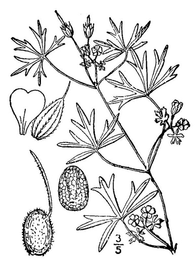 drawing of Geranium dissectum, Cutleaf Cranesbill