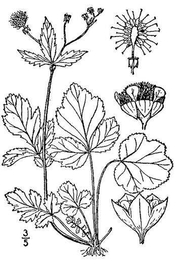 drawing of Geum vernum, Spring Avens, Heartleaf Avens