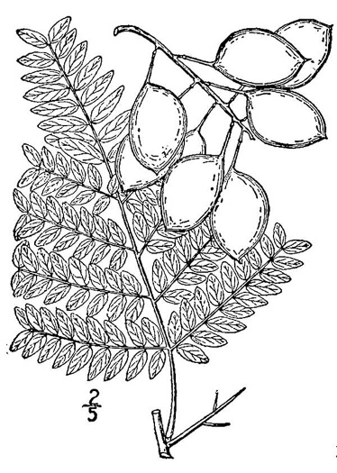 drawing of Gleditsia aquatica, Water Locust