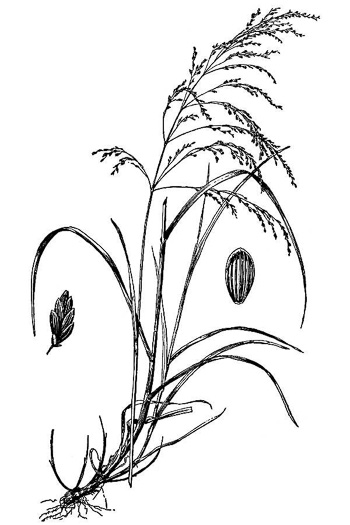 drawing of Glyceria striata var. striata, Fowl Mannagrass