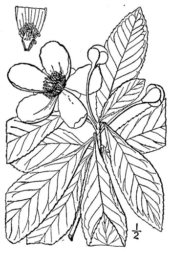 drawing of Gordonia lasianthus, Loblolly Bay, Gordonia