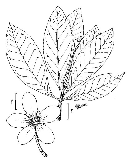 image of Gordonia lasianthus, Loblolly Bay, Gordonia