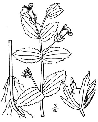 image of Gratiola viscidula, Viscid Hedge-hyssop, Sticky Hedge-hyssop, Short's Hedge-hyssop