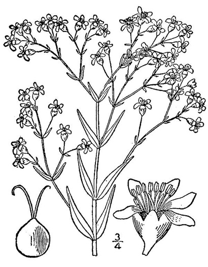image of Gypsophila paniculata, Tall Baby's Breath