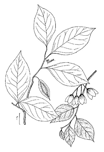 drawing of Halesia diptera var. diptera, Common Two-wing Silverbell