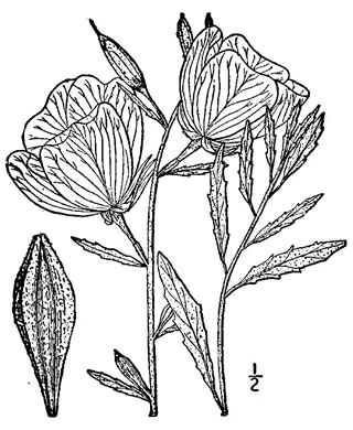drawing of Oenothera speciosa, Showy Evening Primrose, White Evening Primrose, Pink-ladies, Pink Evening Primrose
