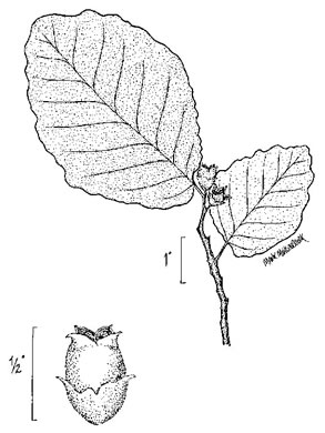 drawing of Hamamelis virginiana var. henryae, Small-leaved Witch-hazel