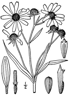 image of Helianthus angustifolius, Narrowleaf Sunflower, Swamp Sunflower