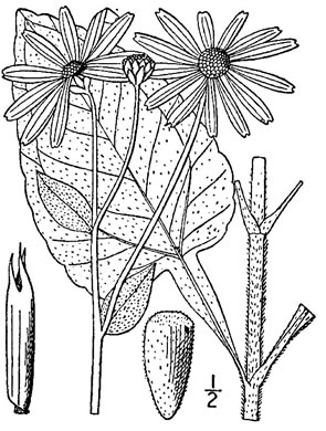 image of Helianthus atrorubens, Purpledisc Sunflower, Hairy Wood Sunflower, Appalachian Sunflower