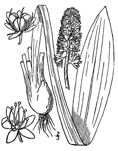 drawing of Helonias bullata, Swamp Pink